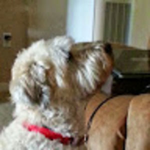 Meet your Posher, Bob